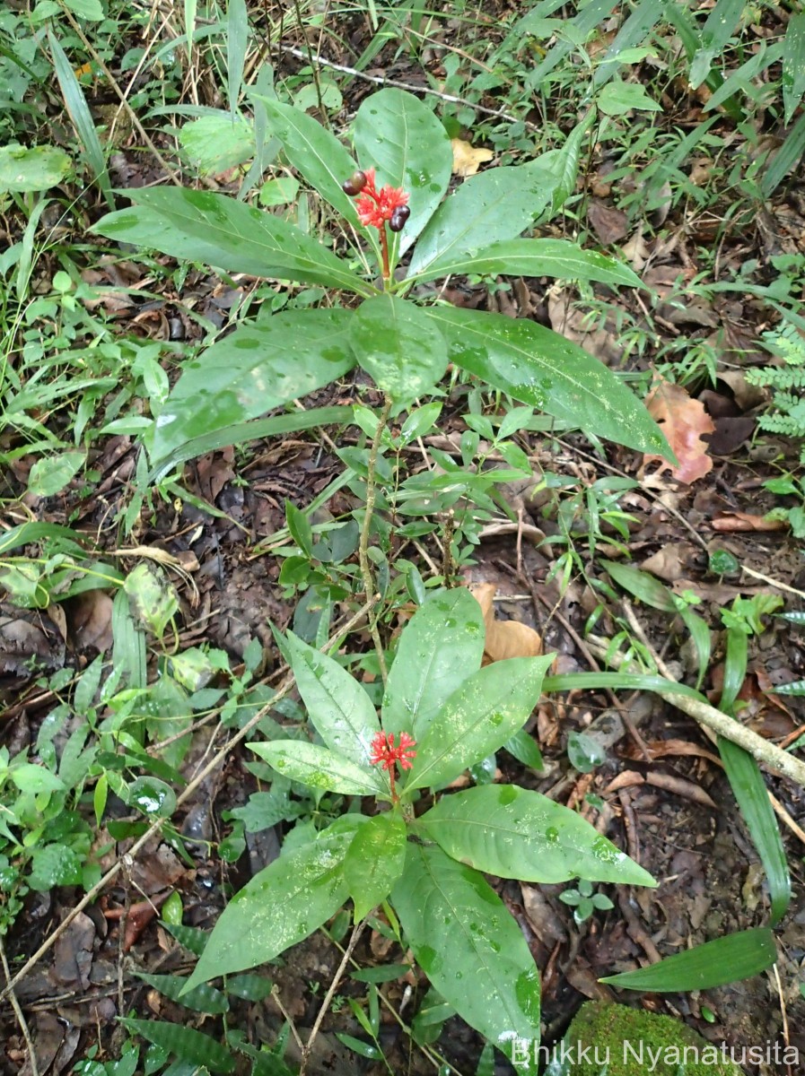 Rauvolfia serpentina (L.) Benth. ex Kurz